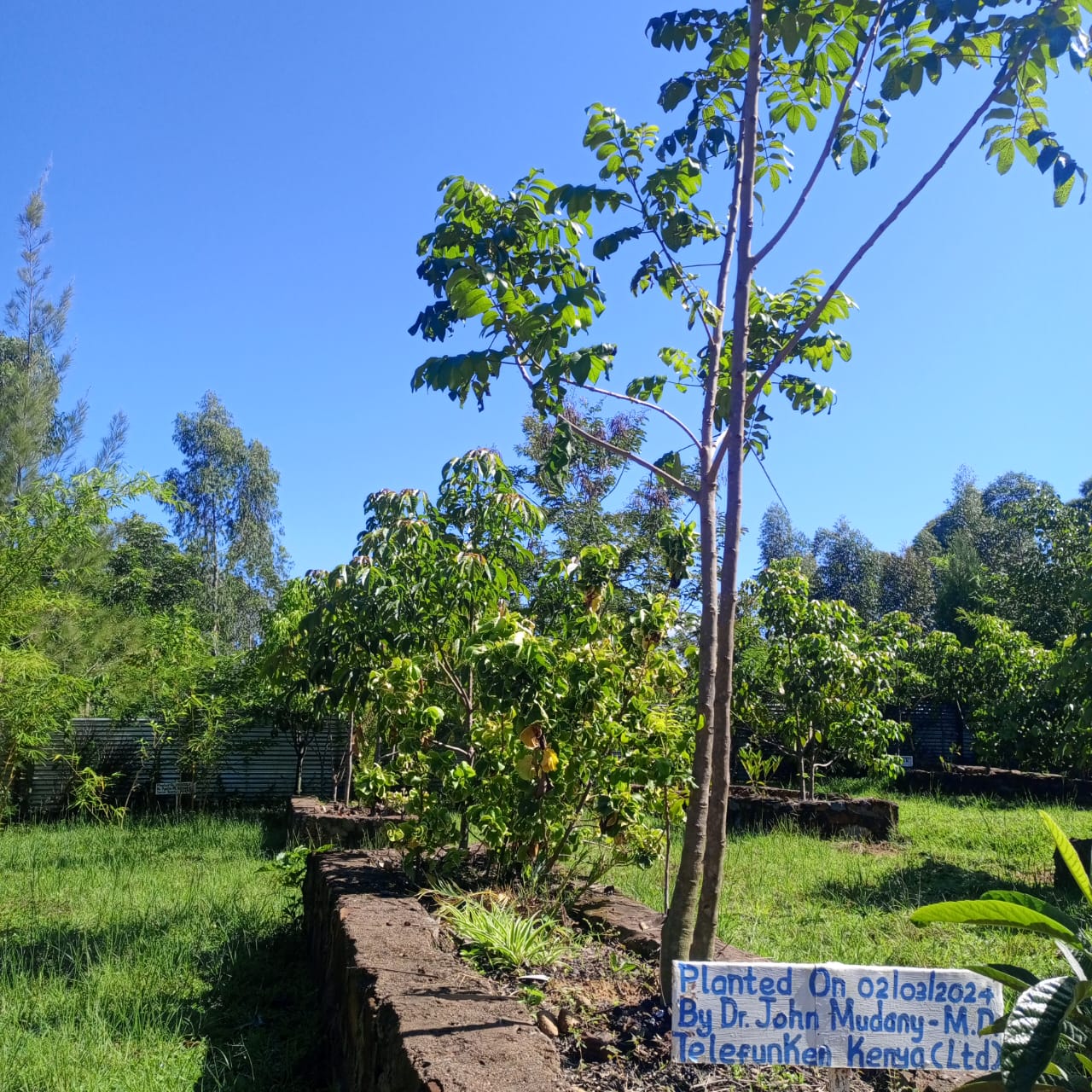 Volunteers planting trees by waterfall