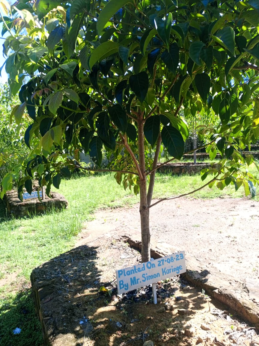 Vibrant indigenous trees framing the majestic Ambururu Waterfalls