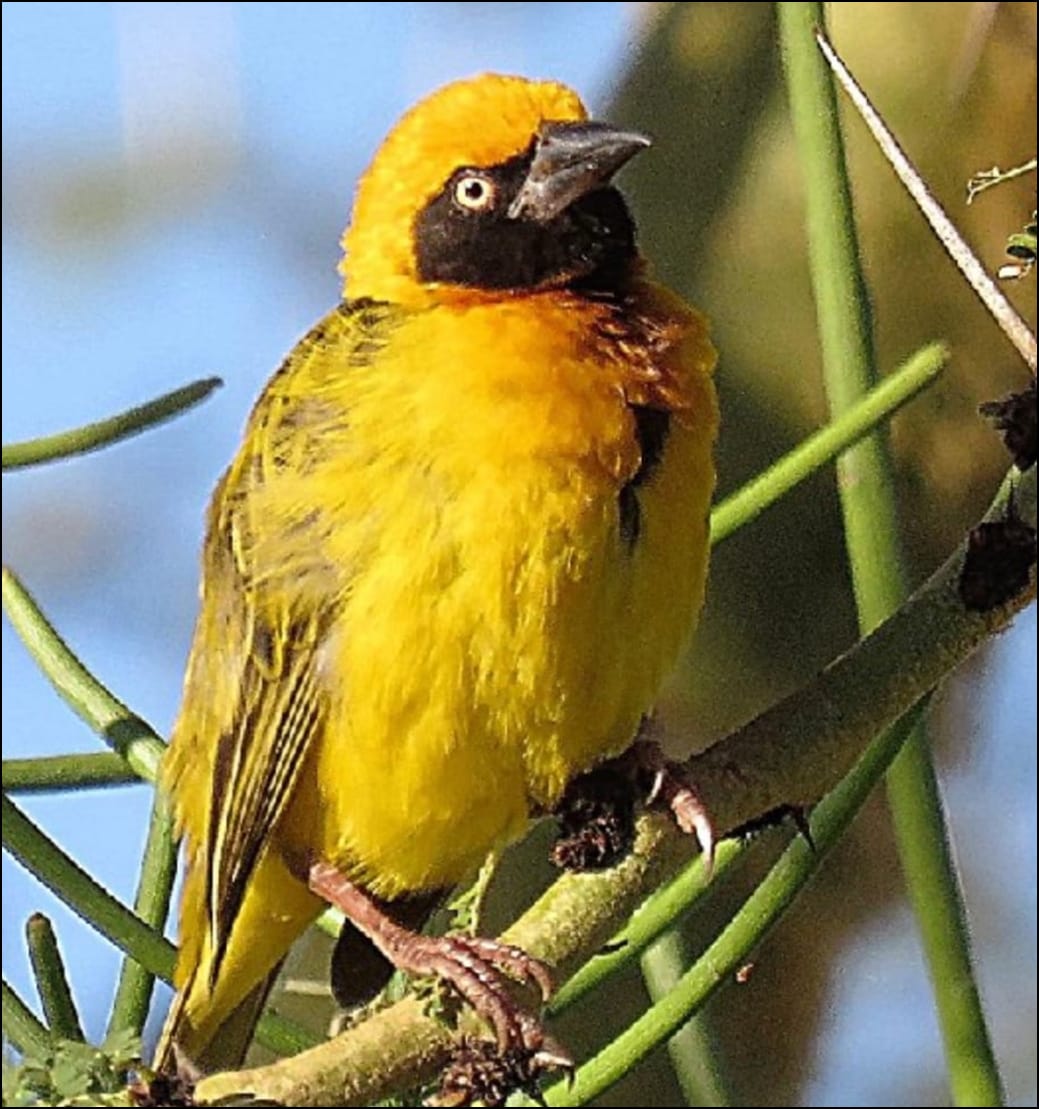 Kingfisher near waterfall